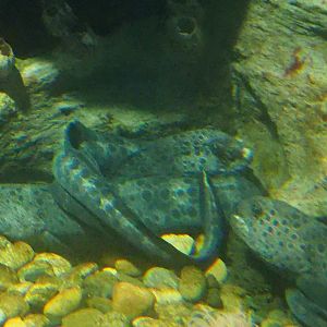 Wolf Eel
