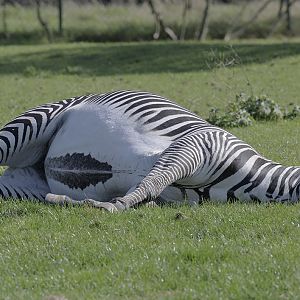 Grevy's zebra relaxing