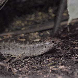 Giant Hispaniolan galliwasp