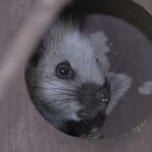 North Luzon cloud rat