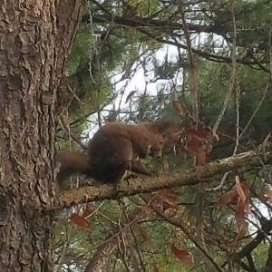 Red Squirrel