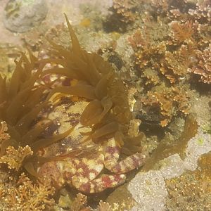 Sea Anemone eat Crab