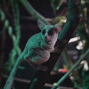 Paul & Lynsey's Zoo Tour #90 Dierenpark Amersfoort - YouTube