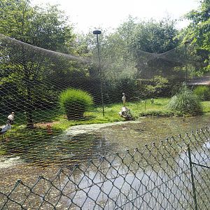 European white stork - Hadada ibis aviary, 2019-08-04
