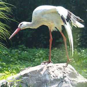 European white stork (Ciconia ciconia), 2019-08-04