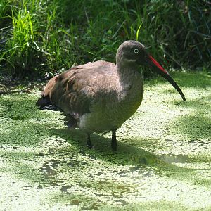 Hadada ibis (Bostrychia hagedash), 2019-08-04