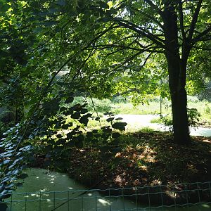 Goliath heron - Red-crowned crane aviary, 2019-08-04