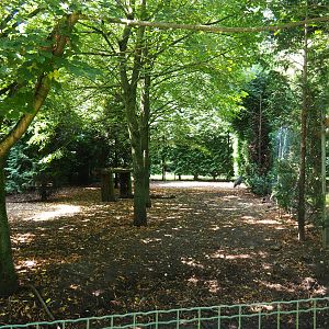White-naped crane exhibit, 2019-08-04