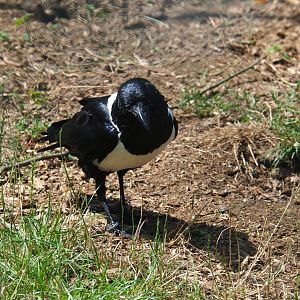 Pied crow (Corvus albus), 2019-08-04