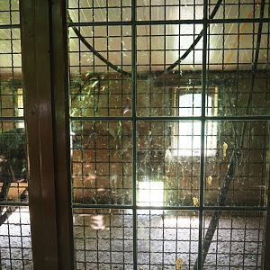 Naff White-handed gibbon indoor housing, 2019-08-04