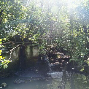 Pool, waterfall and vegetation in the large walk-through aviary, 2019-08-04