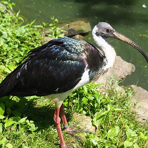 Straw-necked ibis (Threskiornis spinicollis), 2019-08-04