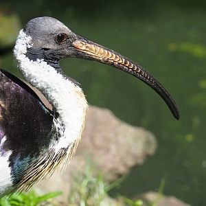 Straw-necked ibis (Threskiornis spinicollis), 2019-08-04