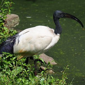 Sacred ibis (Threskiornis aethiopicus), 2019-08-04