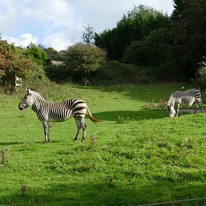 Hartmann's mountain zebra mares, October 2019