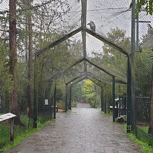 Bird of prey walk-through aviary