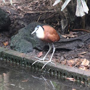 African jacana