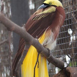 Lesser bird of paradise