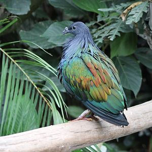 Nicobar pigeon