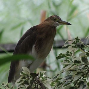 Javan pond heron