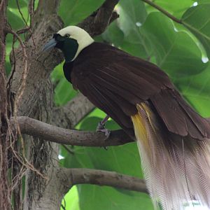 Greater bird of paradise