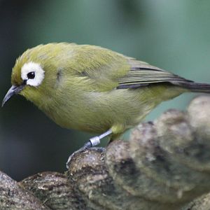 Kilimanjaro white-eye