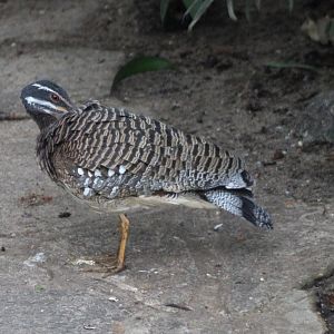 Sunbittern