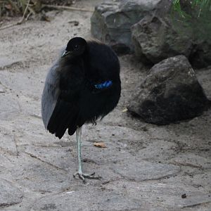 Grey-winged trumpeter