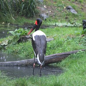 Saddle-billed stork