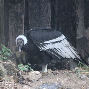 Andean condor - female