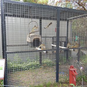 Squirrel Monkey Cage