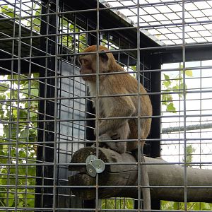 Crab-Eating Macaque