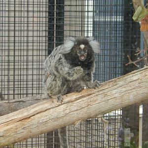 Common Marmoset