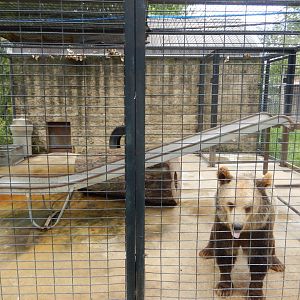 Syrian Brown Bear Cage