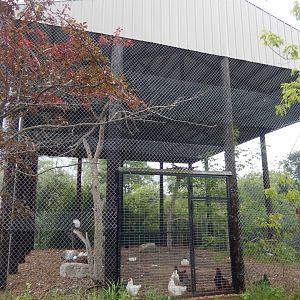 Massive Bird Exhibit