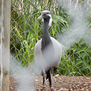 Demoiselle Crane