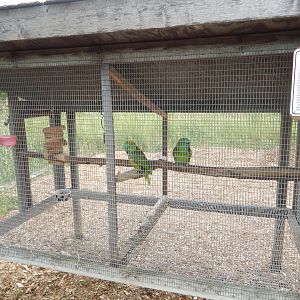 Yellow-Naped Amazon Cage