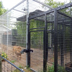 African Lion Cage