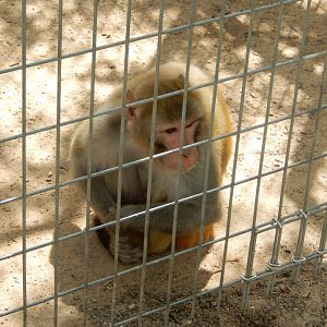 Rhesus Macaque