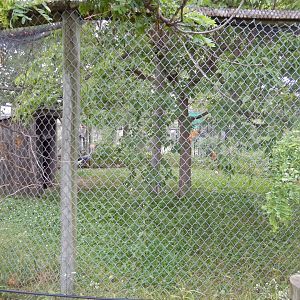 African Crowned Crane Exhibit