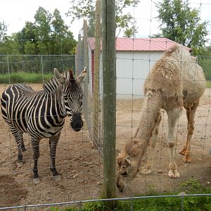 Grant's Zebra & Dromedary Camel Side-By-Side