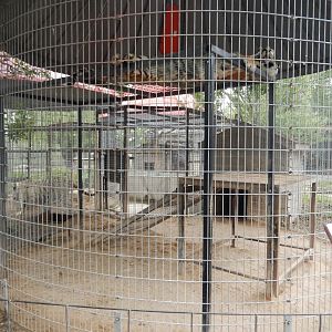 Tiger Exhibits