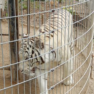 White Bengal Tiger