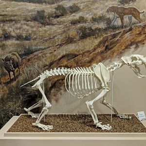 Smilodon fatalis skeleton (cast)
