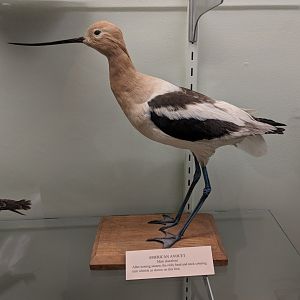 American avocet (Recurvirostra americana)