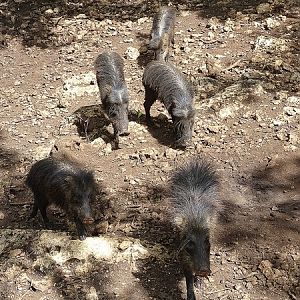 White-lipped peccary (Tayassu pecari)