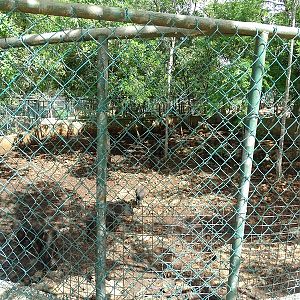 White-lipped peccary enclosure