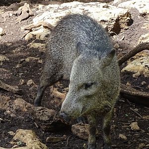 Collared peccary (Pecari tajacu)