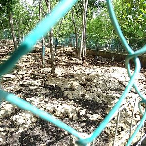 Collared peccary enclosure