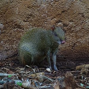 Central American agouti (Dasyprocta punctata)